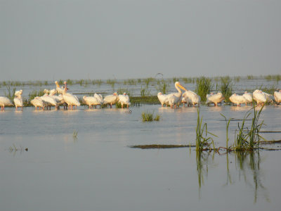 pelicani, delta dunarii