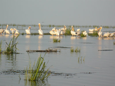 pelicani, delta dunarii