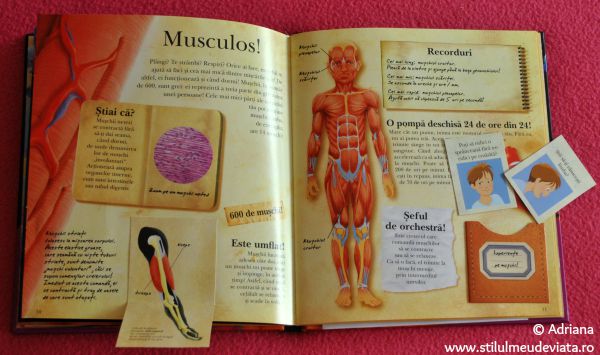 Masa musculoasa, cartea Corpul Uman